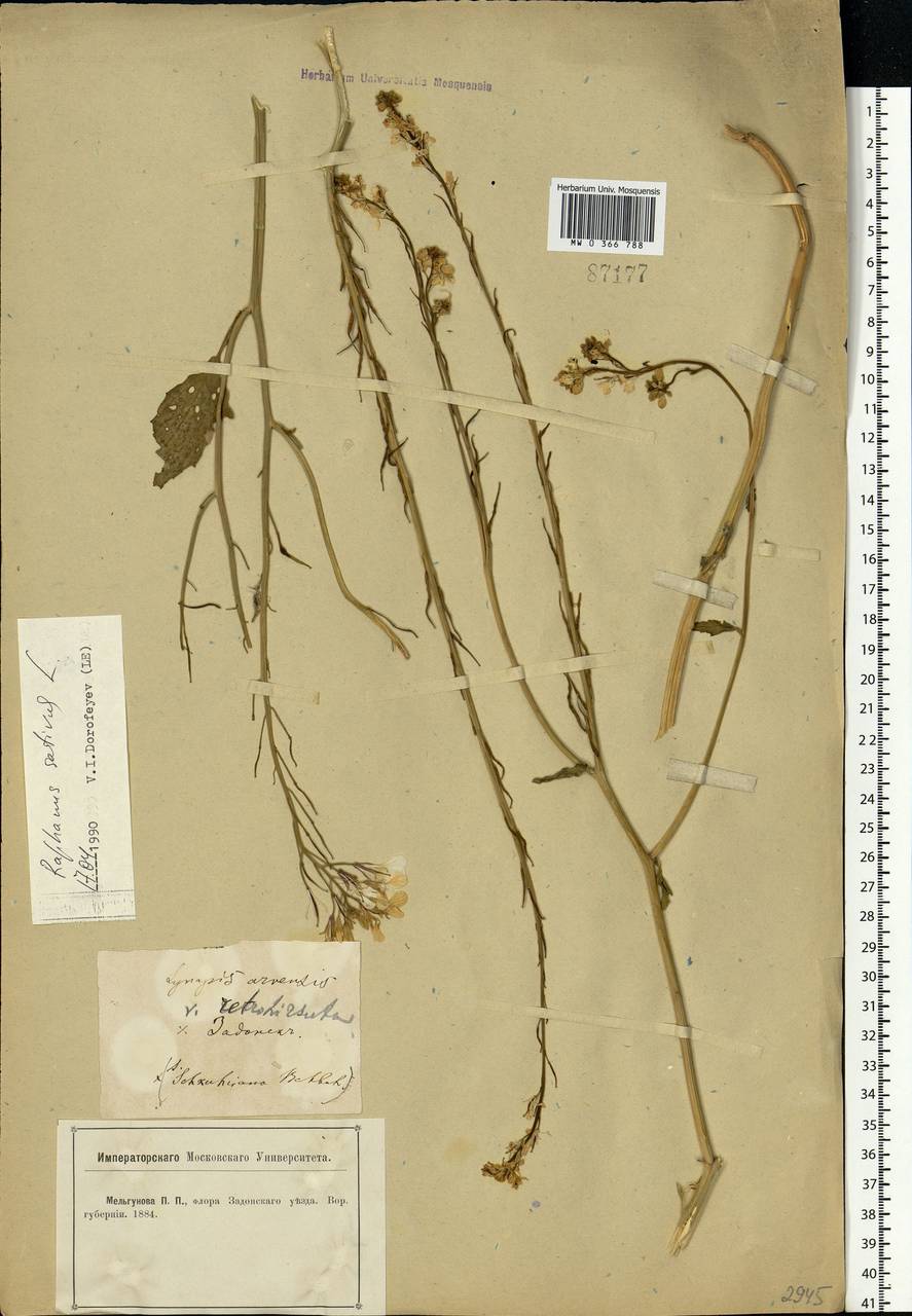 Raphanus sativus L., Eastern Europe, Central forest-and-steppe region (E6) (Russia)