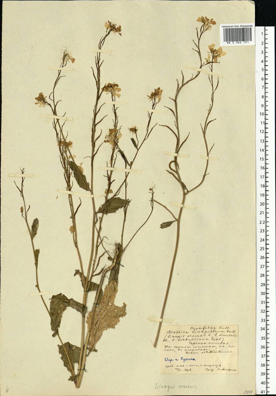 Rhamphospermum arvense (L.) Andrz. ex Besser, Eastern Europe, Central forest-and-steppe region (E6) (Russia)
