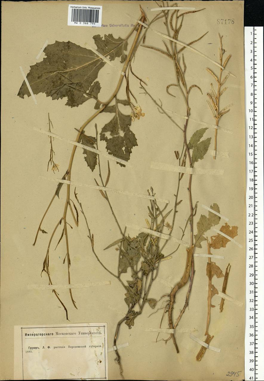 Rhamphospermum arvense (L.) Andrz. ex Besser, Eastern Europe, Central forest-and-steppe region (E6) (Russia)