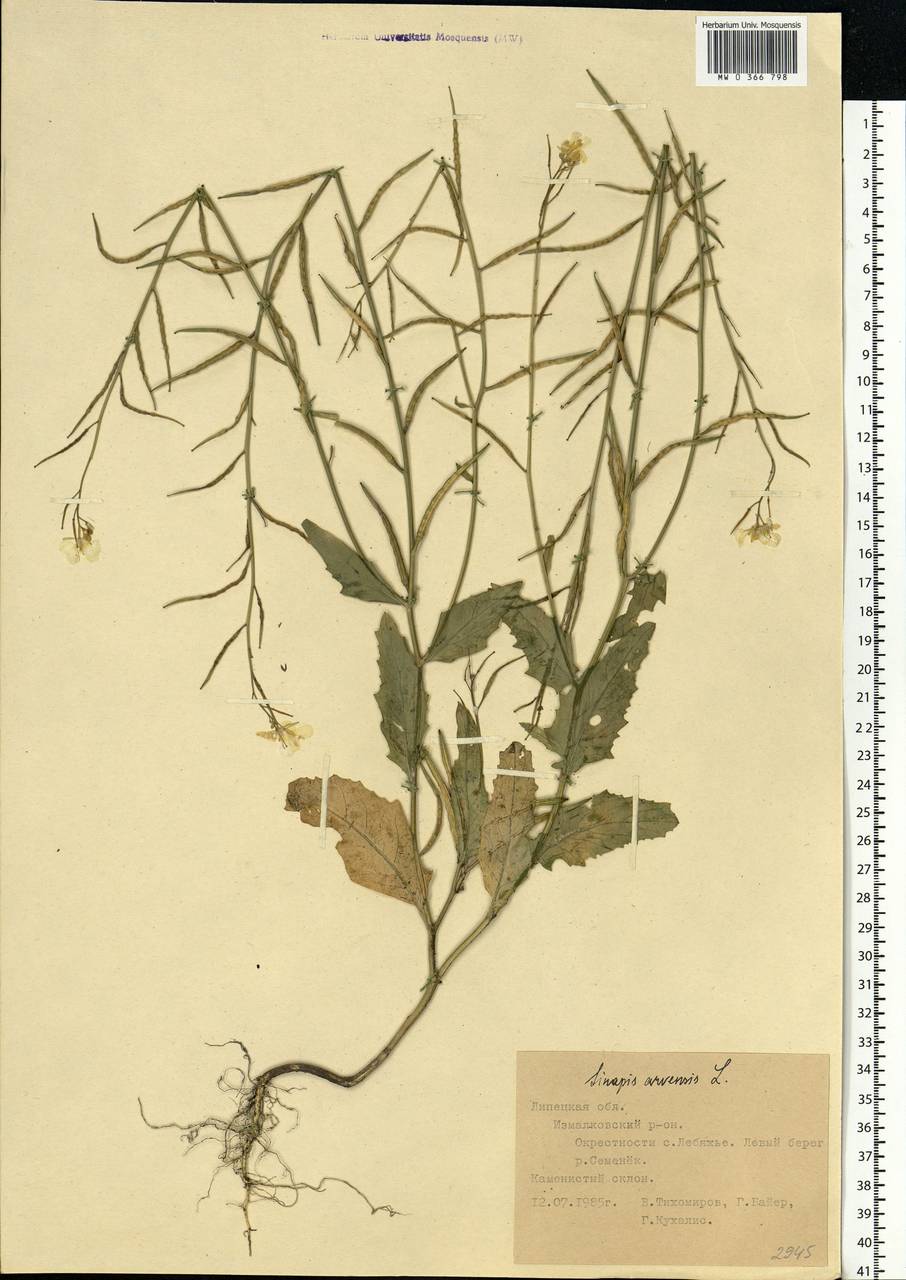 Rhamphospermum arvense (L.) Andrz. ex Besser, Eastern Europe, Central forest-and-steppe region (E6) (Russia)