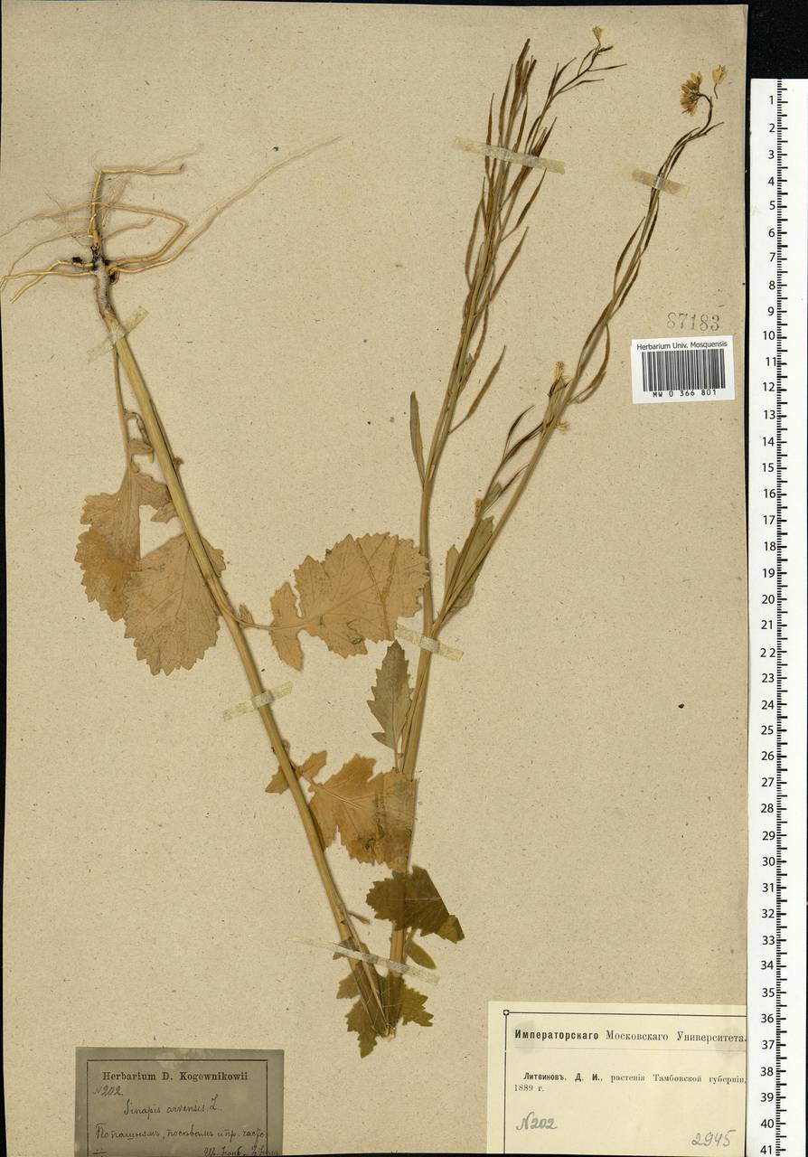 Rhamphospermum arvense (L.) Andrz. ex Besser, Eastern Europe, Central forest-and-steppe region (E6) (Russia)