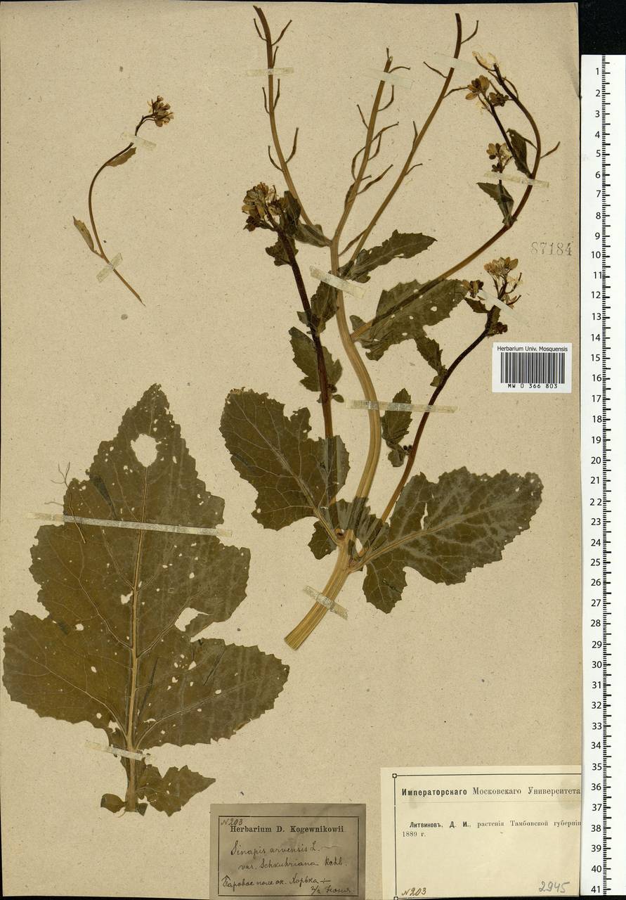 Rhamphospermum arvense (L.) Andrz. ex Besser, Eastern Europe, Central forest-and-steppe region (E6) (Russia)