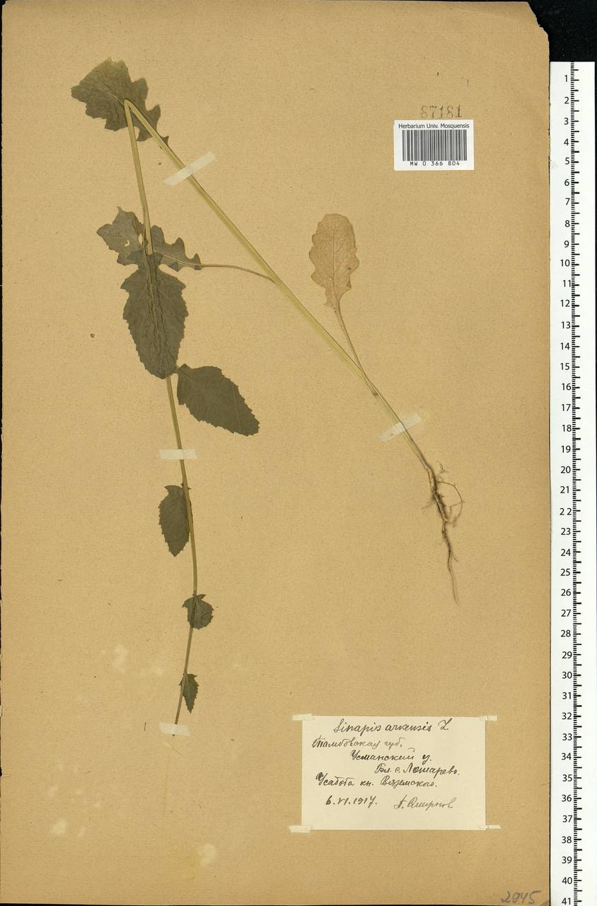 Rhamphospermum arvense (L.) Andrz. ex Besser, Eastern Europe, Central forest-and-steppe region (E6) (Russia)
