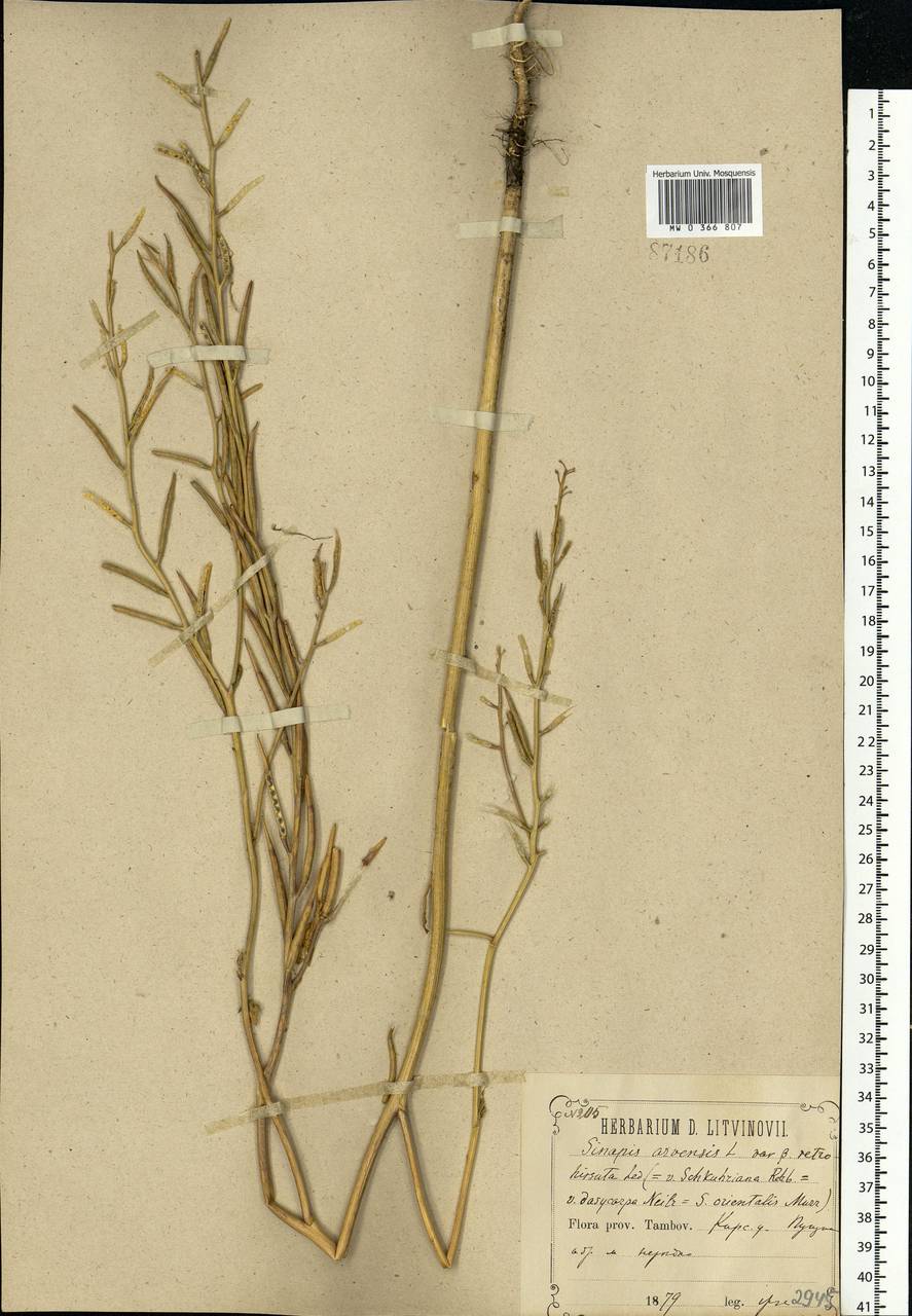 Rhamphospermum arvense (L.) Andrz. ex Besser, Eastern Europe, Central forest-and-steppe region (E6) (Russia)