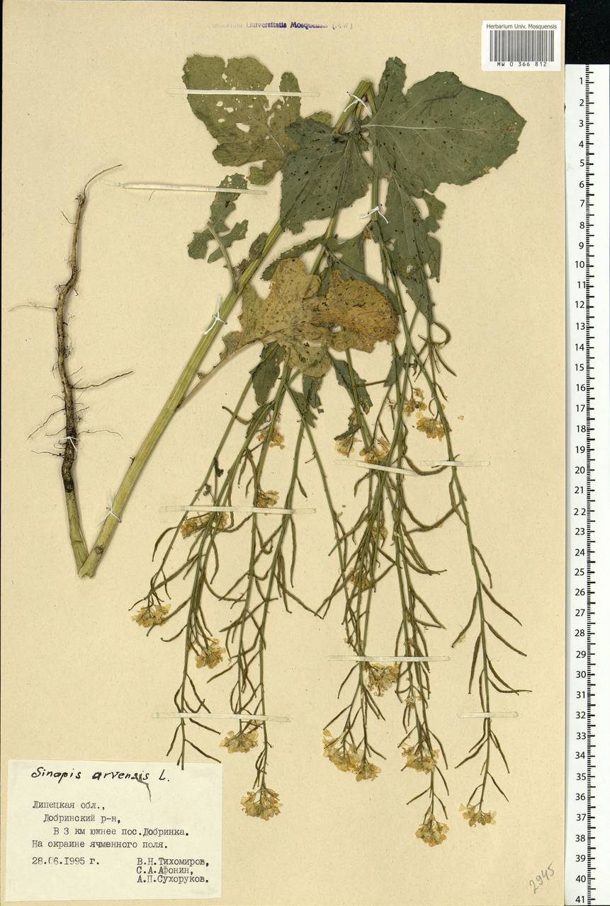 Rhamphospermum arvense (L.) Andrz. ex Besser, Eastern Europe, Central forest-and-steppe region (E6) (Russia)