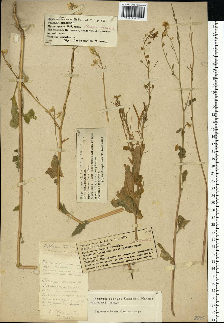 Rhamphospermum arvense (L.) Andrz. ex Besser, Eastern Europe, Central forest-and-steppe region (E6) (Russia)