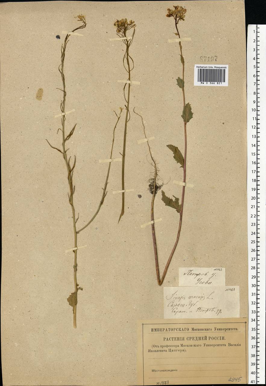 Sinapis arvensis L., Eastern Europe, Middle Volga region (E8) (Russia)