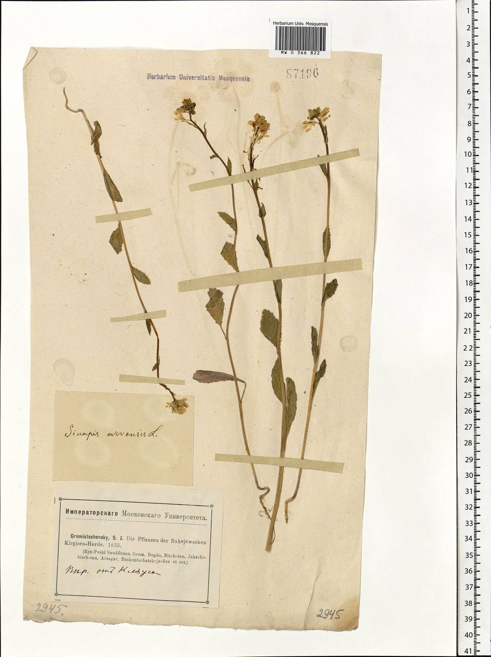 Rhamphospermum arvense (L.) Andrz. ex Besser, Eastern Europe, Lower Volga region (E9) (Russia)