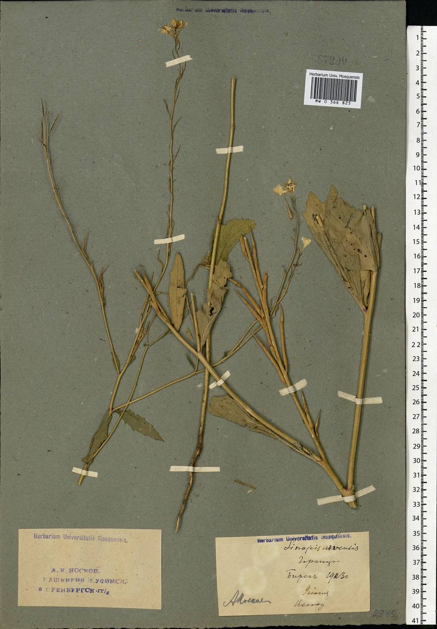 Rhamphospermum arvense (L.) Andrz. ex Besser, Eastern Europe, Eastern region (E10) (Russia)