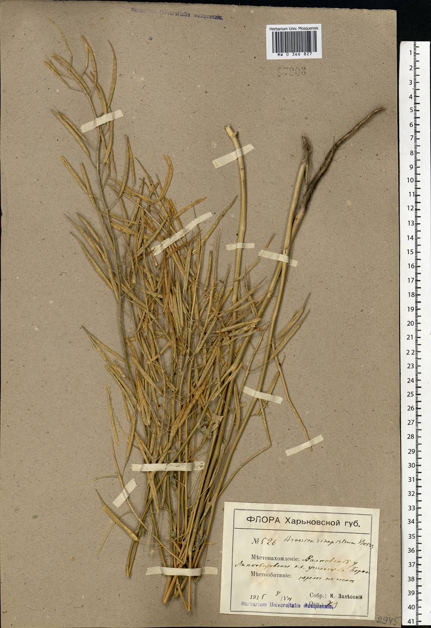 Rhamphospermum arvense (L.) Andrz. ex Besser, Eastern Europe, North Ukrainian region (E11) (Ukraine)