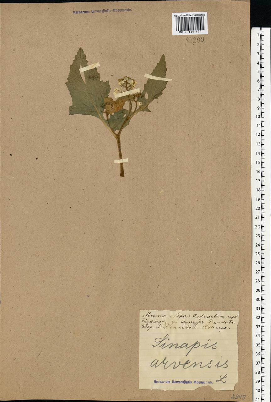 Rhamphospermum arvense (L.) Andrz. ex Besser, Eastern Europe, North Ukrainian region (E11) (Ukraine)