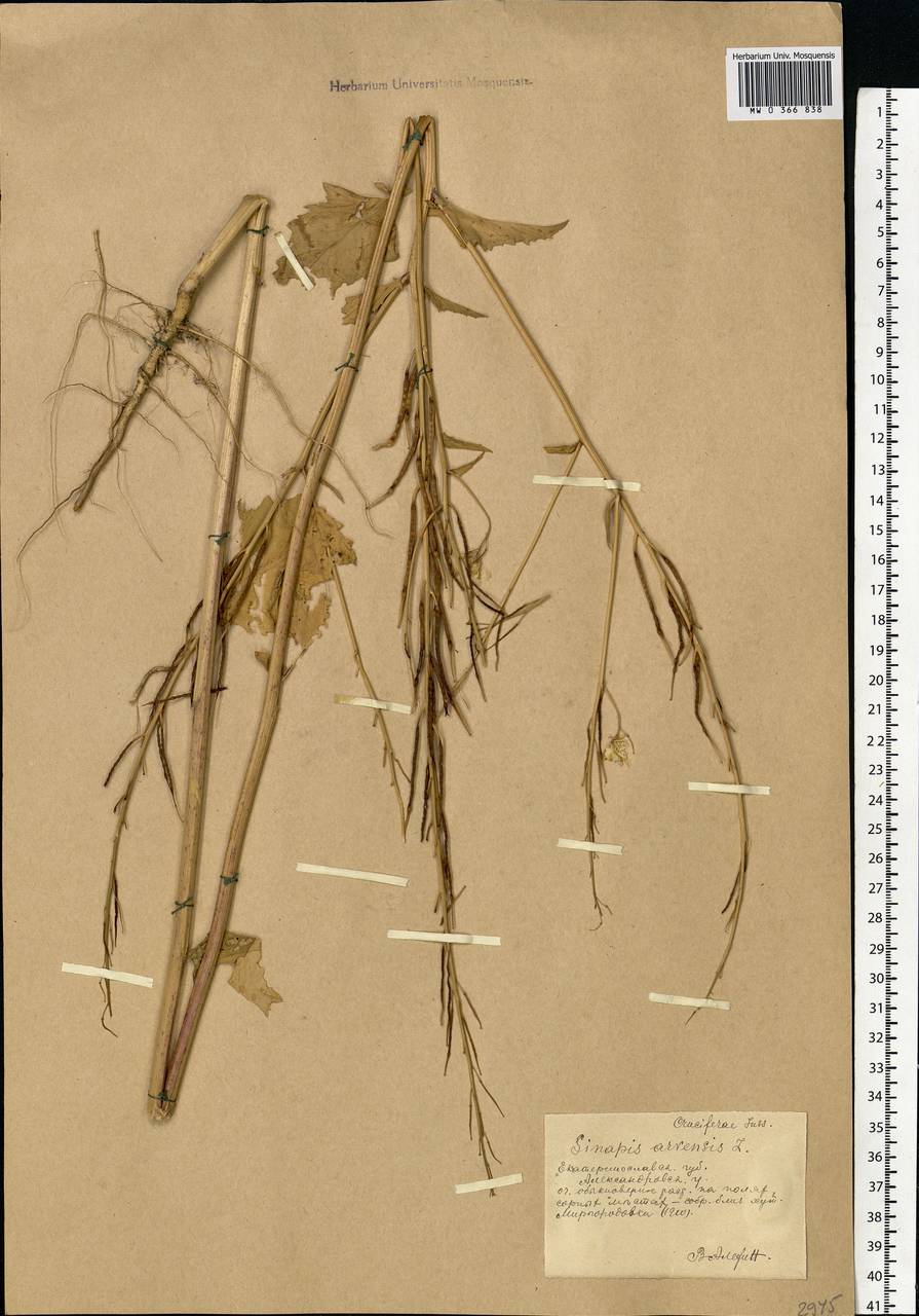 Rhamphospermum arvense (L.) Andrz. ex Besser, Eastern Europe, South Ukrainian region (E12) (Ukraine)