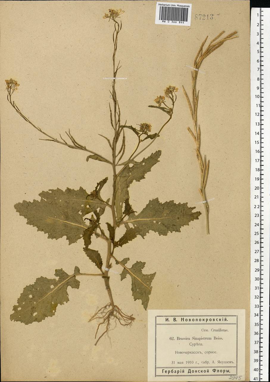 Rhamphospermum arvense (L.) Andrz. ex Besser, Eastern Europe, Rostov Oblast (E12a) (Russia)