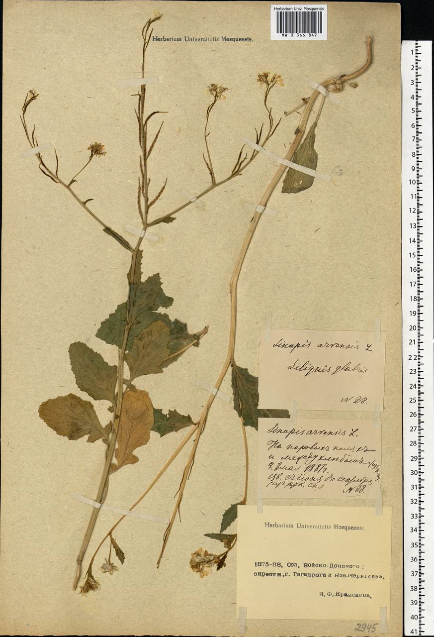 Rhamphospermum arvense (L.) Andrz. ex Besser, Eastern Europe, Rostov Oblast (E12a) (Russia)