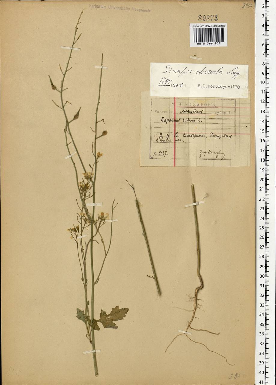 Sinapis alba var. dissecta (Lag.) B. Bock, Eastern Europe, Moscow region (E4a) (Russia)