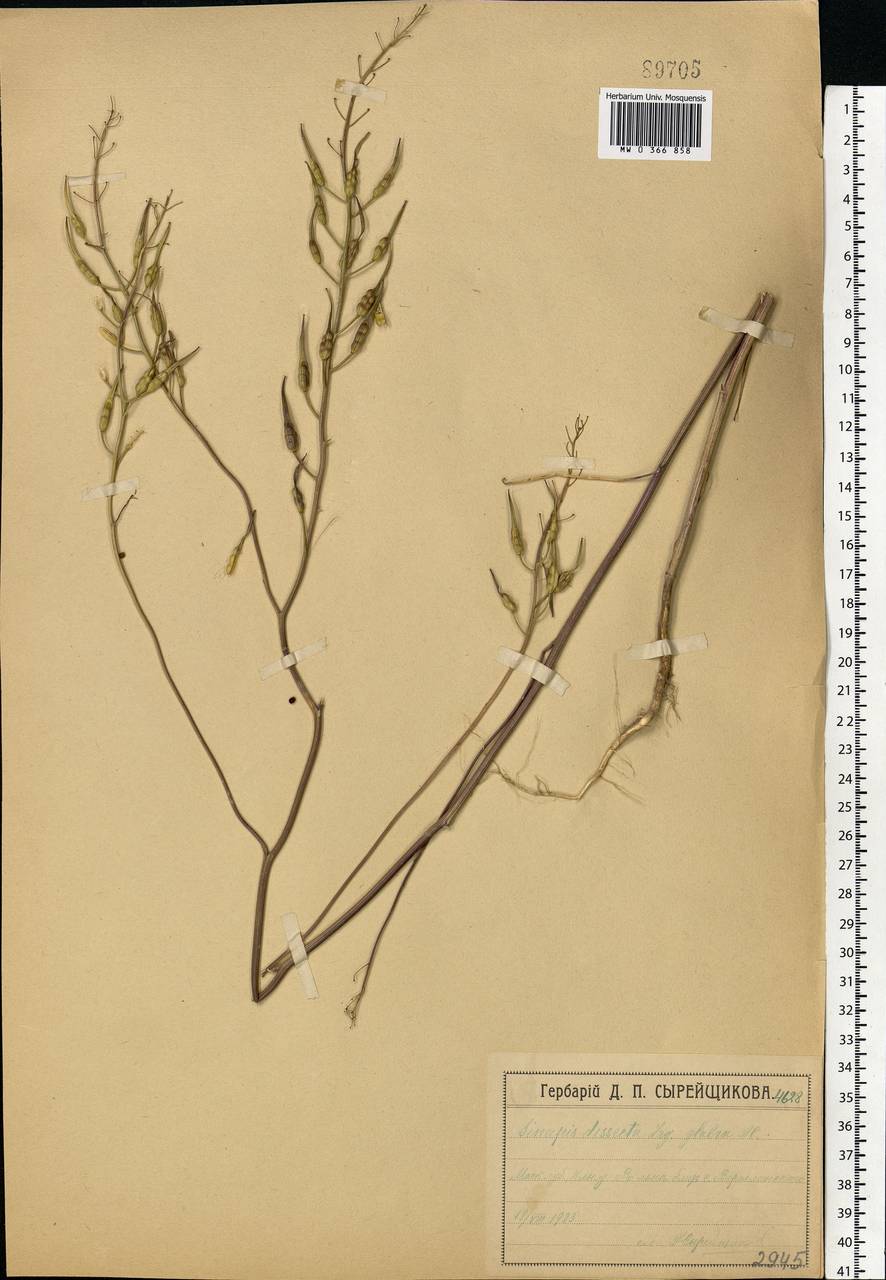 Sinapis alba var. dissecta (Lag.) B. Bock, Eastern Europe, Moscow region (E4a) (Russia)