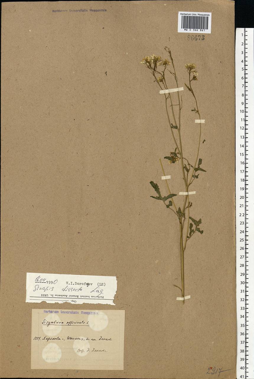 Sinapis alba var. dissecta (Lag.) B. Bock, Eastern Europe, North Ukrainian region (E11) (Ukraine)