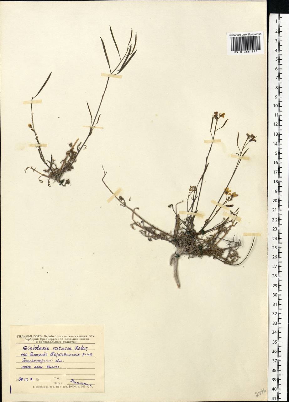 Diplotaxis cretacea Kotov, Eastern Europe, Central forest-and-steppe region (E6) (Russia)