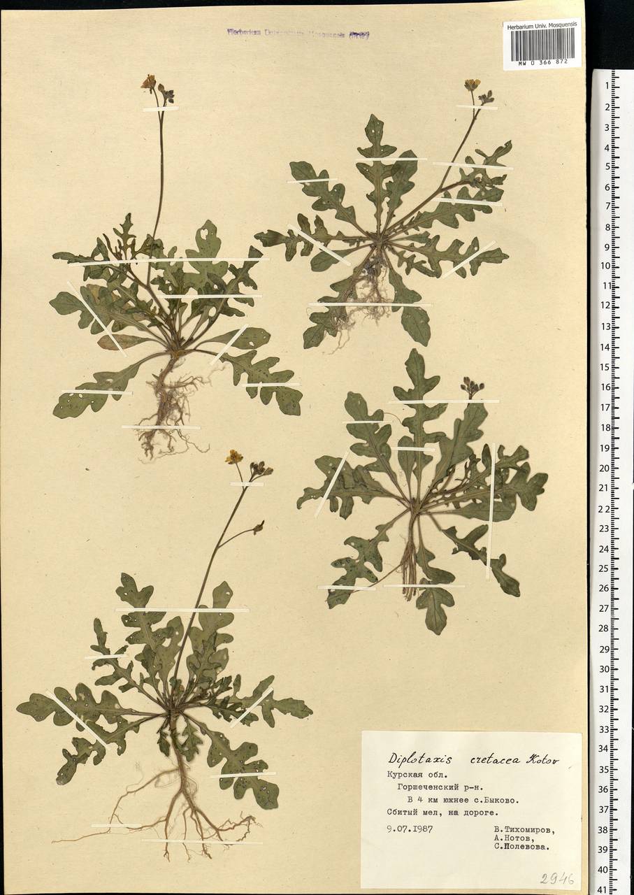 Diplotaxis cretacea Kotov, Eastern Europe, Central forest-and-steppe region (E6) (Russia)