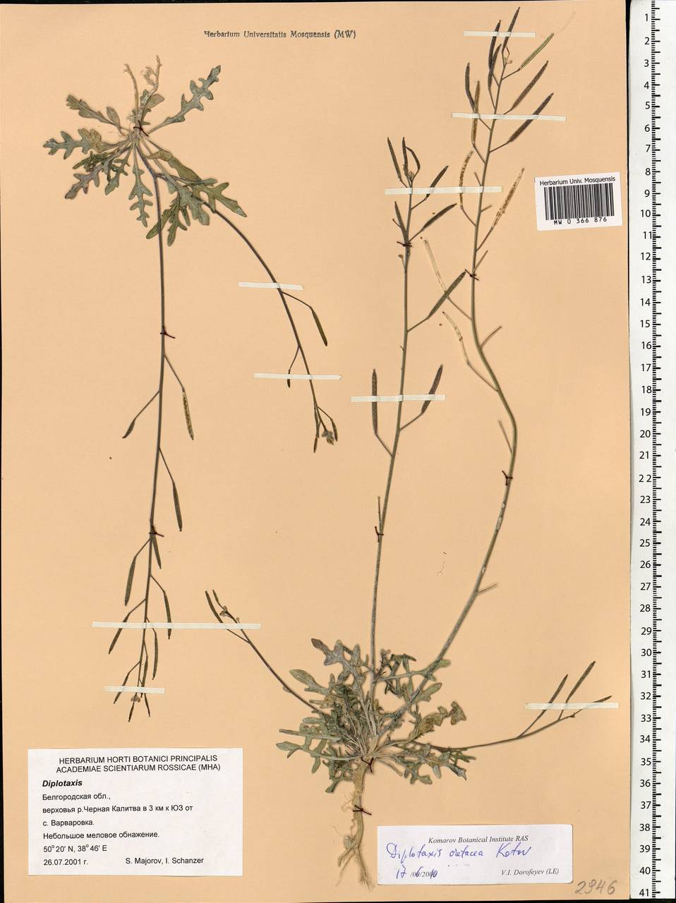 Diplotaxis cretacea Kotov, Eastern Europe, Central forest-and-steppe region (E6) (Russia)