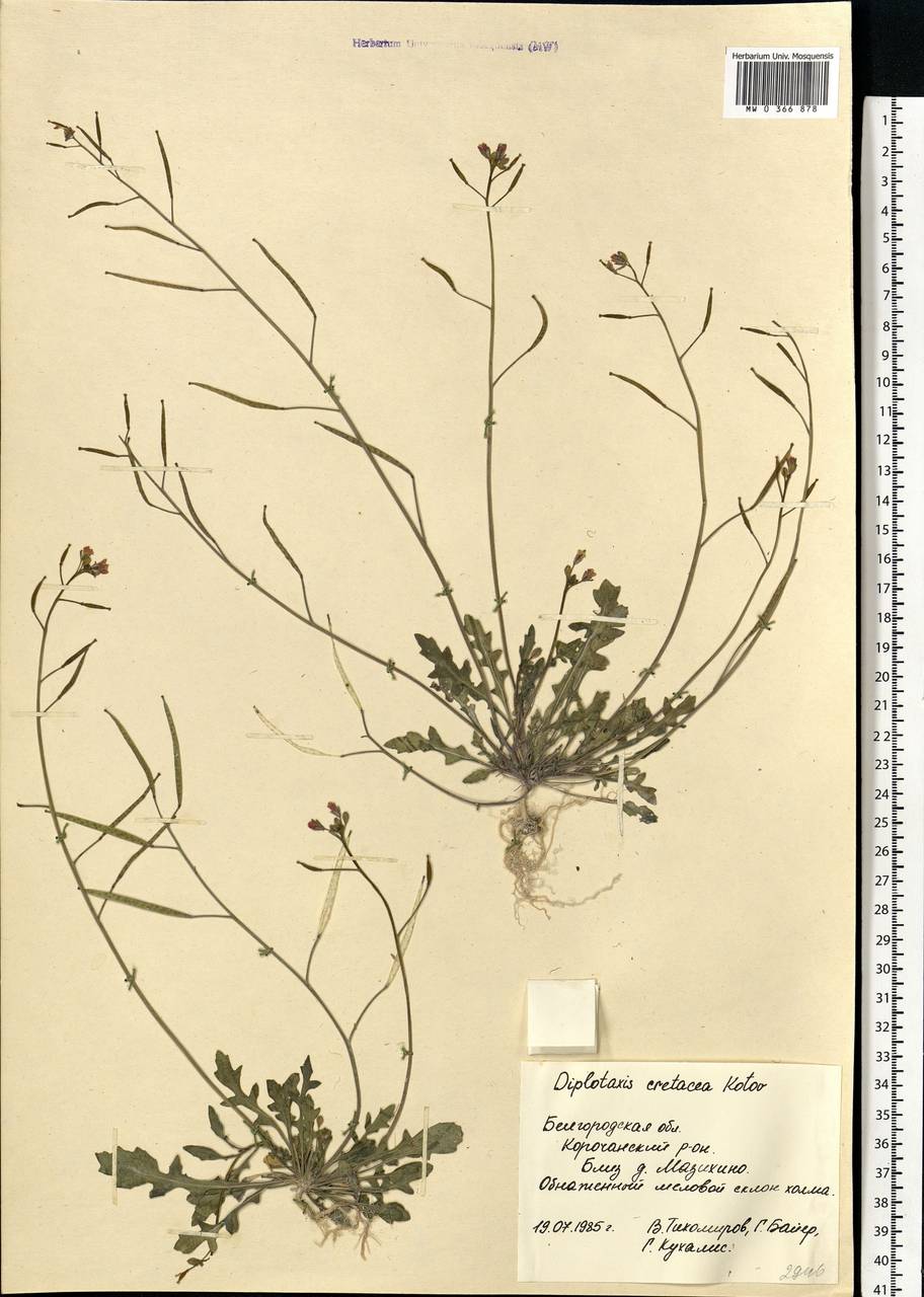 Diplotaxis cretacea Kotov, Eastern Europe, Central forest-and-steppe region (E6) (Russia)
