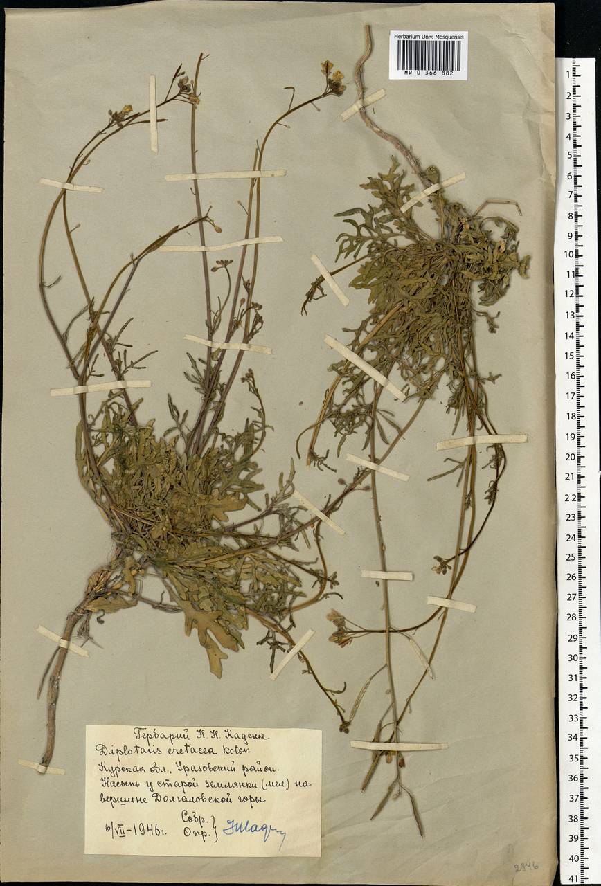 Diplotaxis cretacea Kotov, Eastern Europe, Central forest-and-steppe region (E6) (Russia)