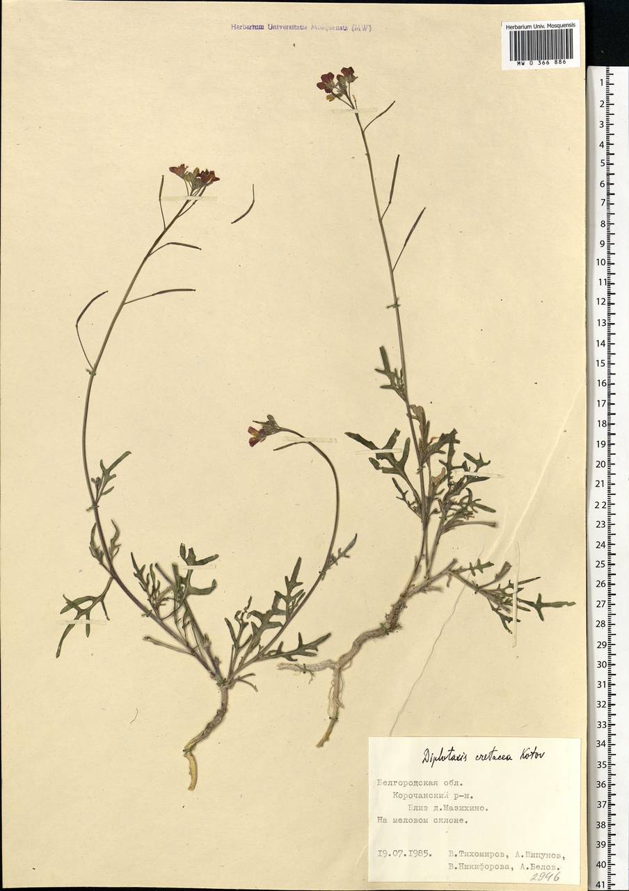 Diplotaxis cretacea Kotov, Eastern Europe, Central forest-and-steppe region (E6) (Russia)