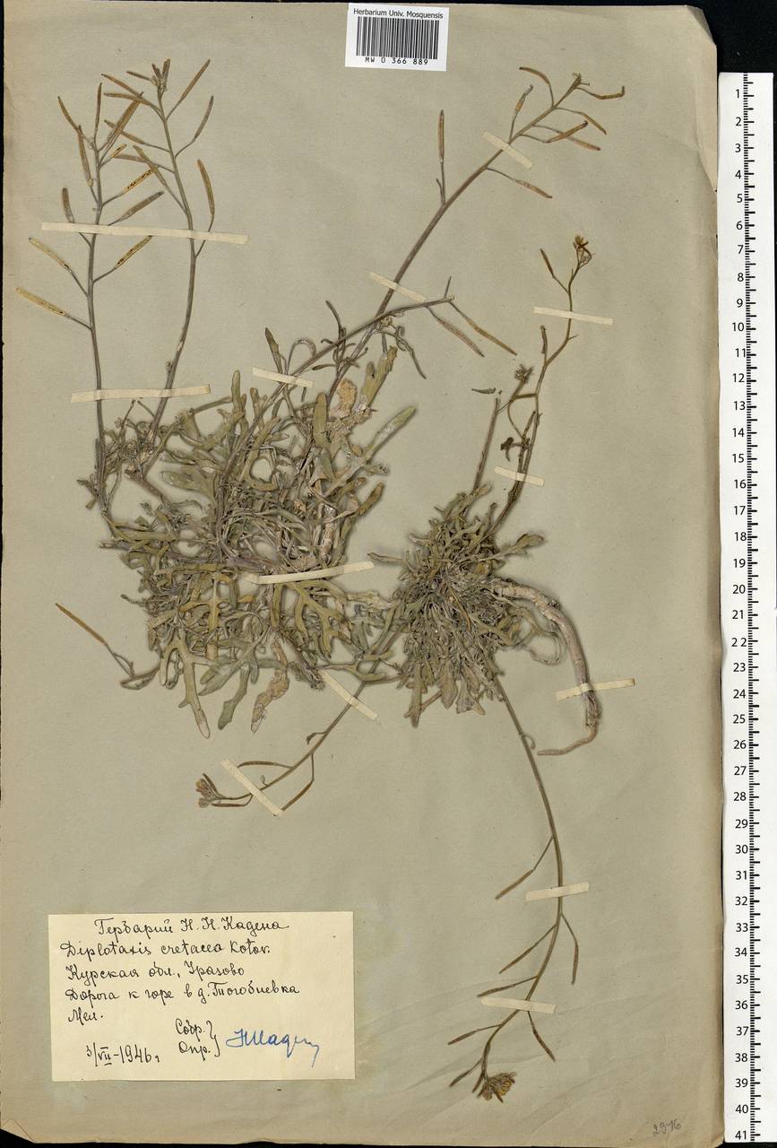Diplotaxis cretacea Kotov, Eastern Europe, Central forest-and-steppe region (E6) (Russia)