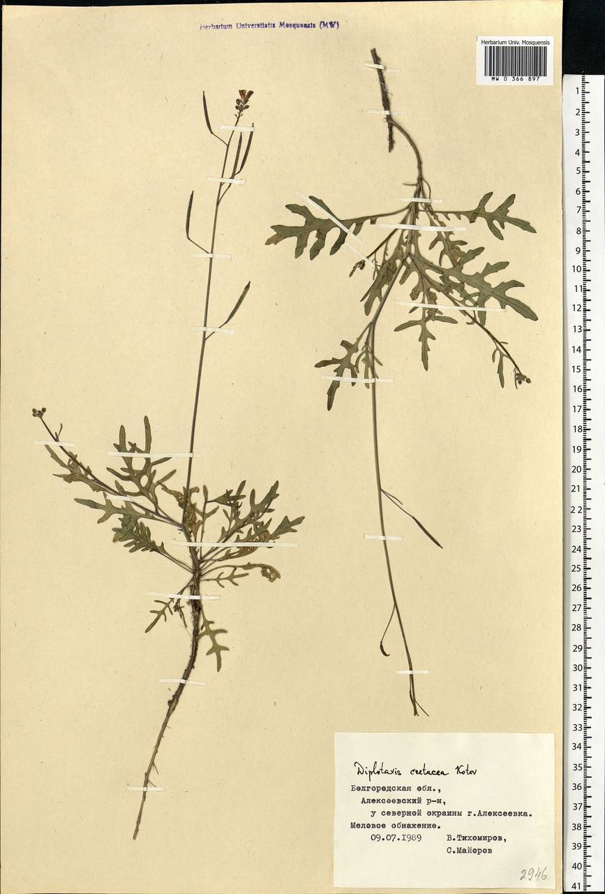 Diplotaxis cretacea Kotov, Eastern Europe, Central forest-and-steppe region (E6) (Russia)
