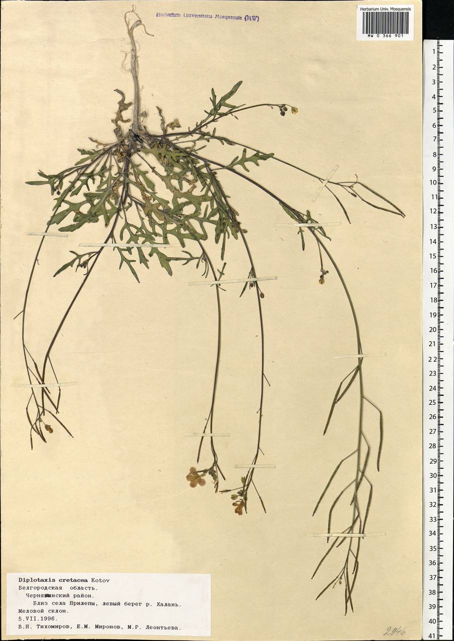 Diplotaxis cretacea Kotov, Eastern Europe, Central forest-and-steppe region (E6) (Russia)