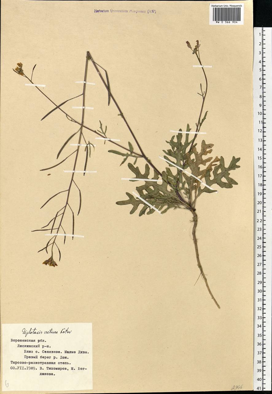 Diplotaxis cretacea Kotov, Eastern Europe, Central forest-and-steppe region (E6) (Russia)