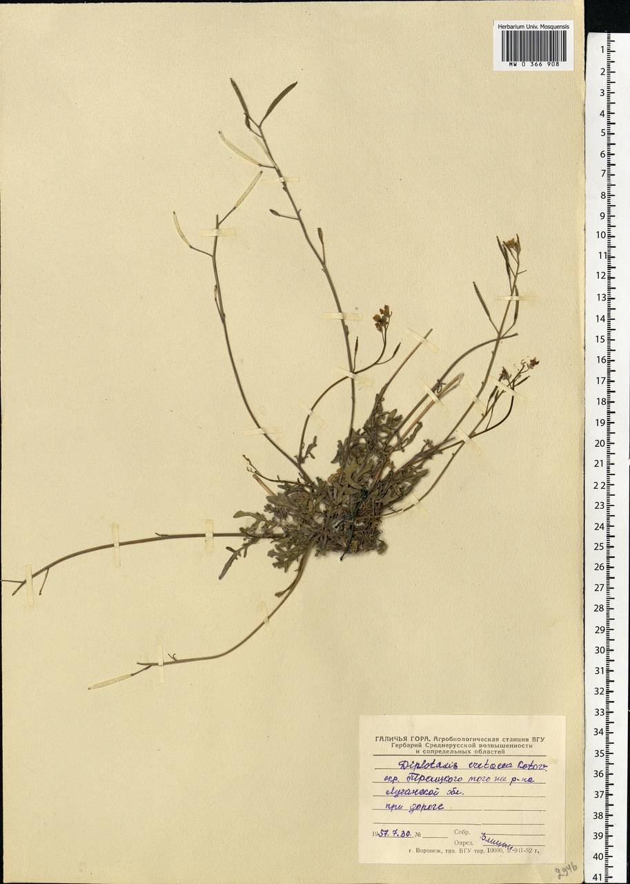 Diplotaxis tenuifolia subsp. cretacea (Kotov) Sobrino Vesperinas, Eastern Europe, North Ukrainian region (E11) (Ukraine)