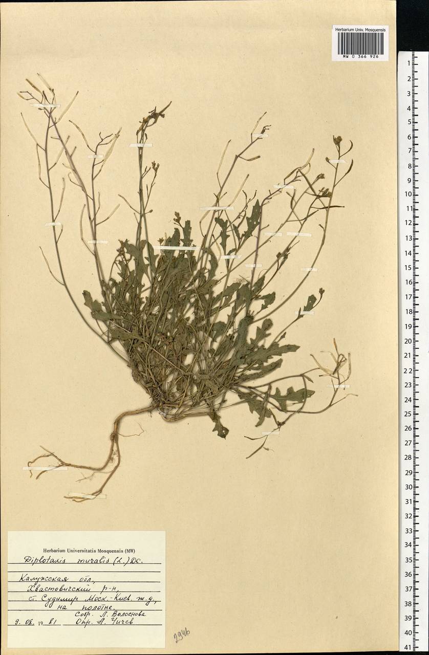 Diplotaxis muralis (L.) DC., Eastern Europe, Central region (E4) (Russia)