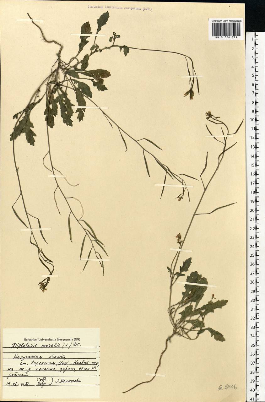 Diplotaxis muralis (L.) DC., Eastern Europe, Central region (E4) (Russia)