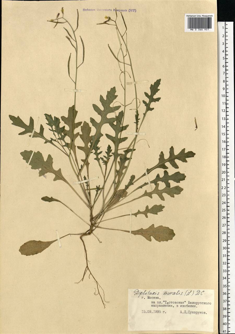 Diplotaxis muralis (L.) DC., Eastern Europe, Moscow region (E4a) (Russia)
