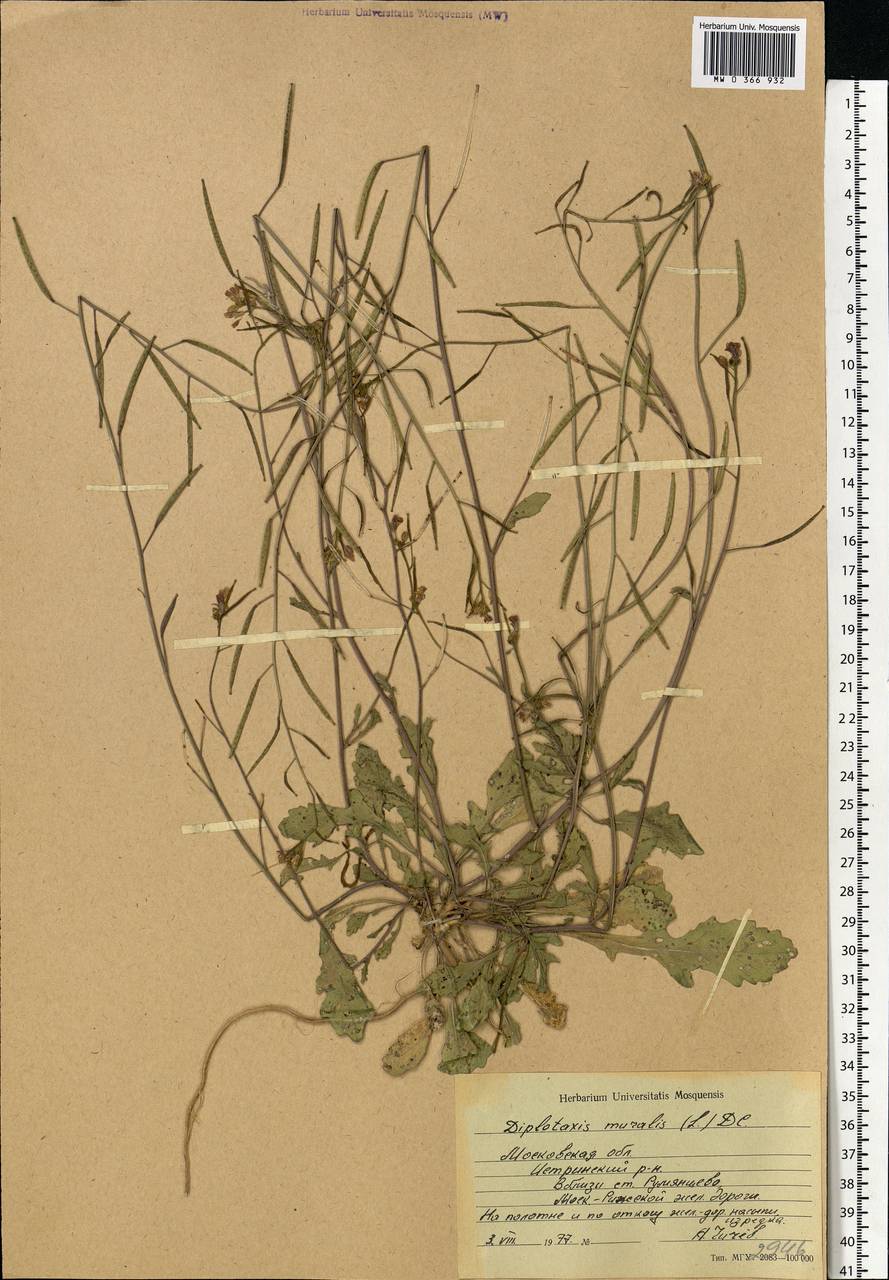 Diplotaxis muralis (L.) DC., Eastern Europe, Moscow region (E4a) (Russia)
