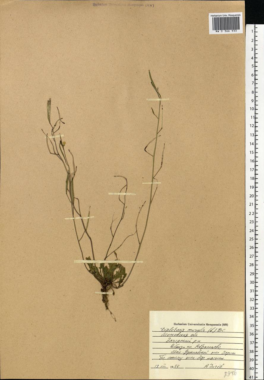 Diplotaxis muralis (L.) DC., Eastern Europe, Moscow region (E4a) (Russia)