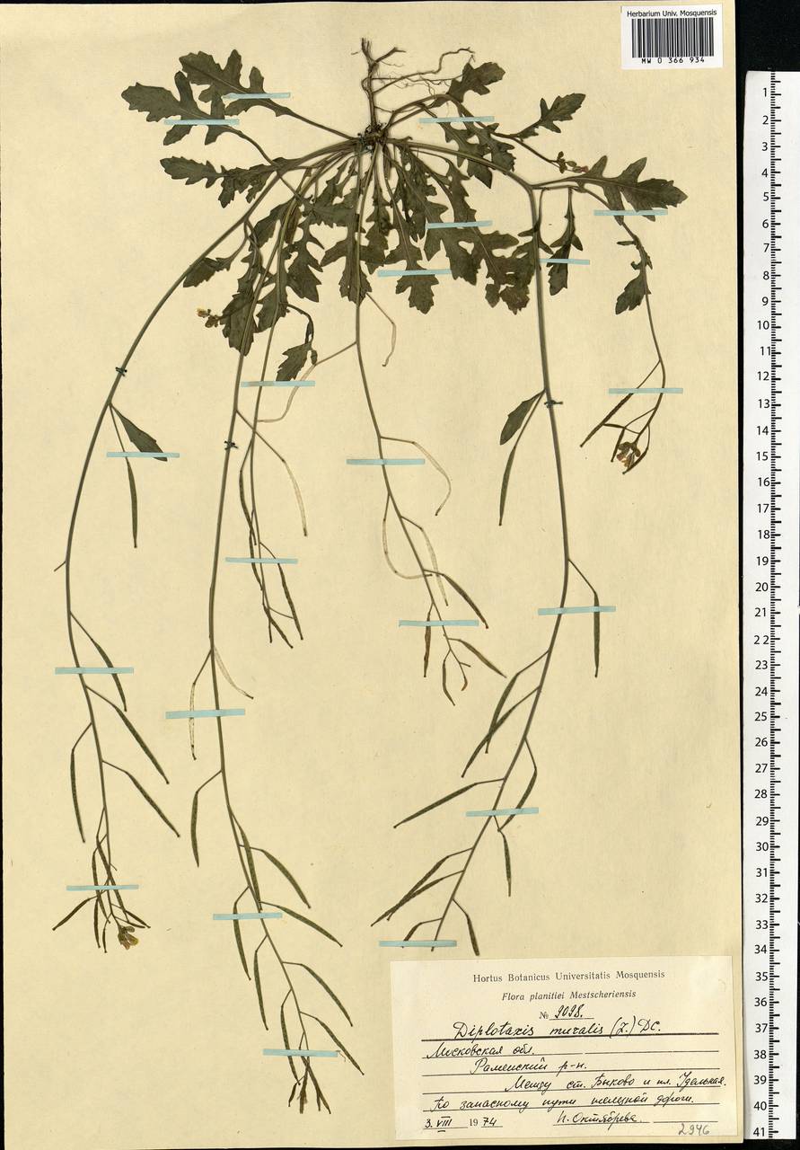 Diplotaxis muralis (L.) DC., Eastern Europe, Moscow region (E4a) (Russia)