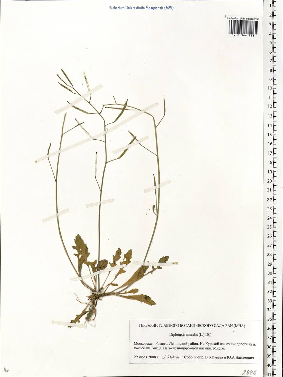 Diplotaxis muralis (L.) DC., Eastern Europe, Moscow region (E4a) (Russia)