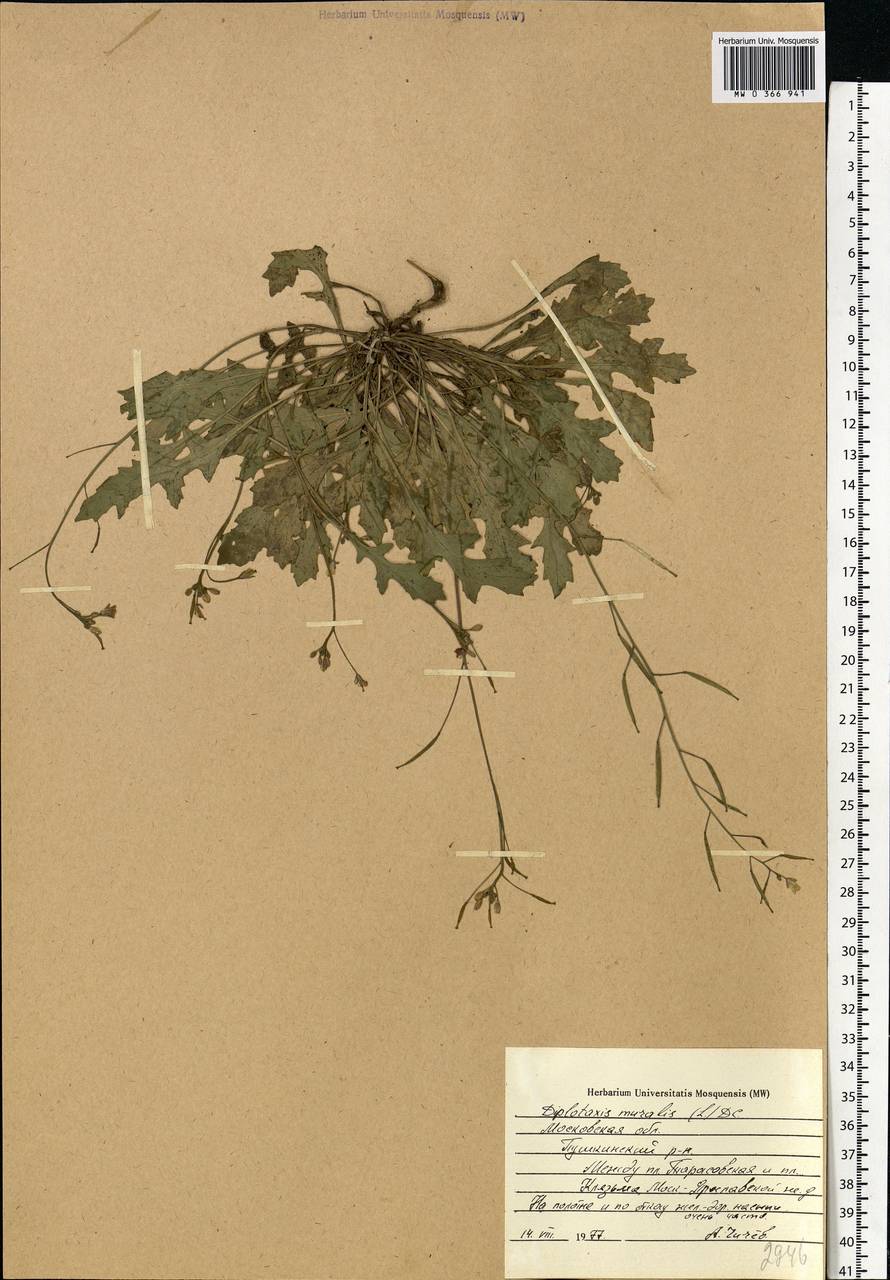 Diplotaxis muralis (L.) DC., Eastern Europe, Moscow region (E4a) (Russia)