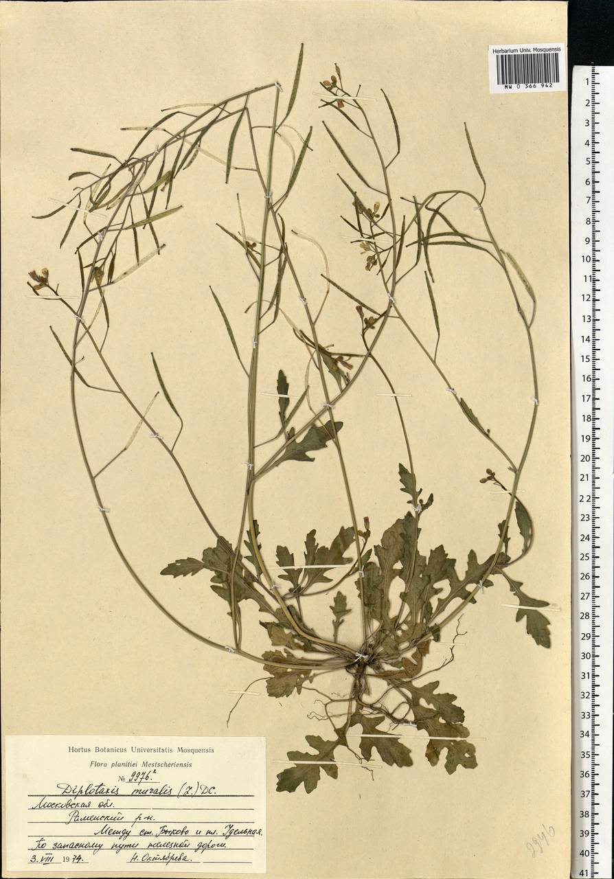 Diplotaxis muralis (L.) DC., Eastern Europe, Moscow region (E4a) (Russia)