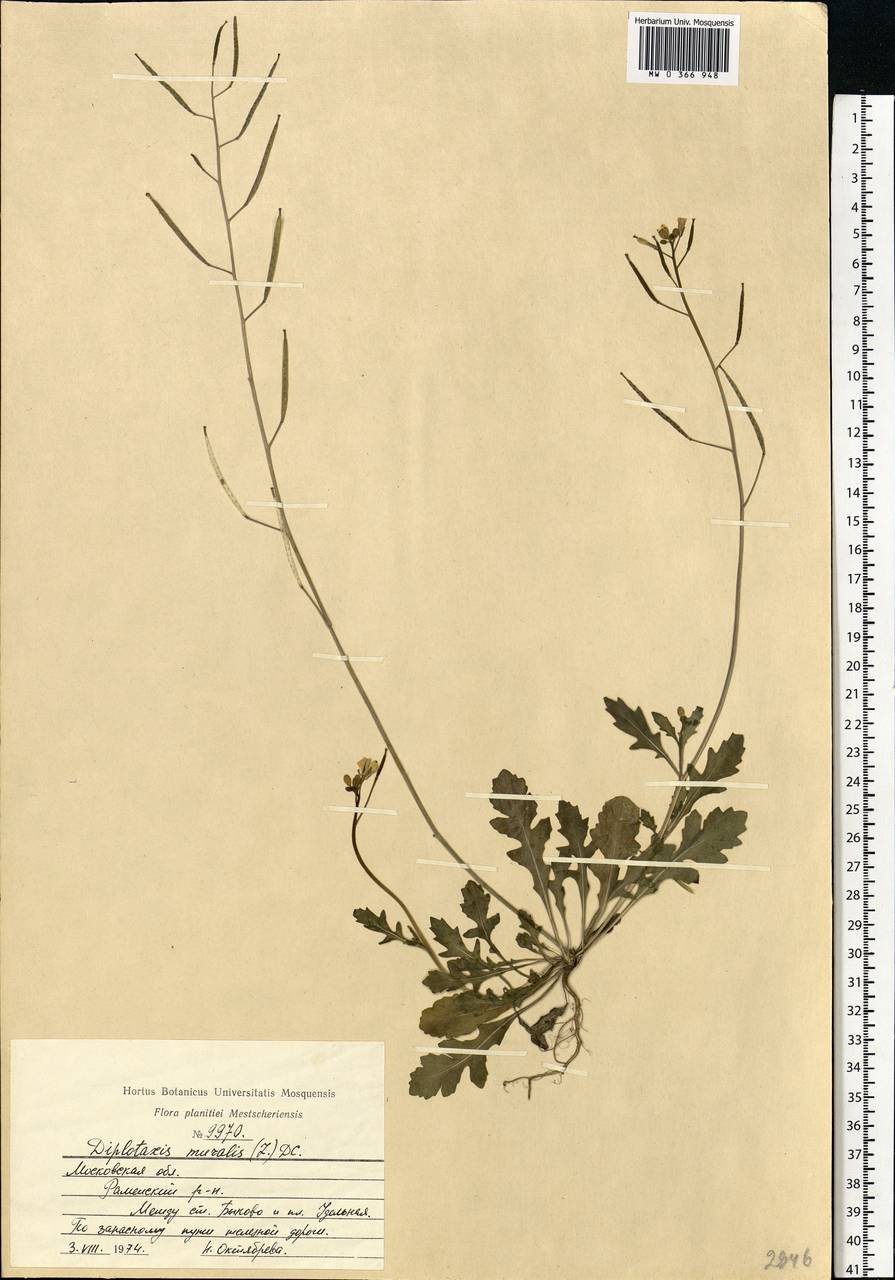 Diplotaxis muralis (L.) DC., Eastern Europe, Moscow region (E4a) (Russia)