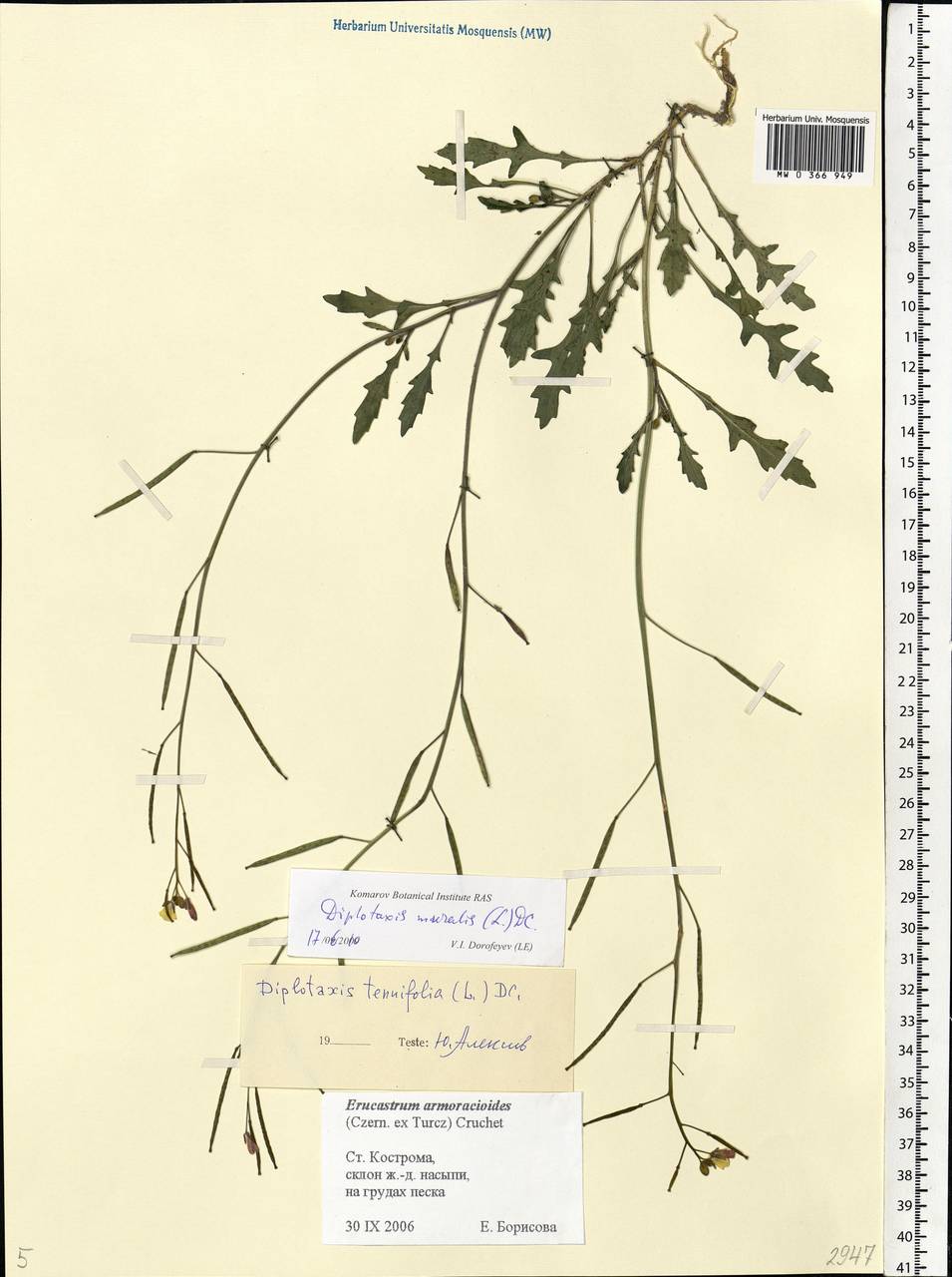 Diplotaxis muralis (L.) DC., Eastern Europe, Central forest region (E5) (Russia)