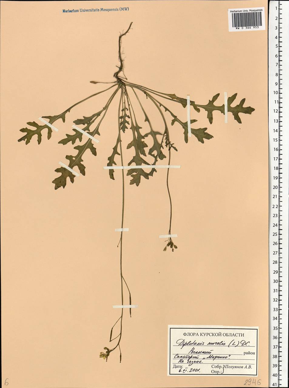 Diplotaxis muralis (L.) DC., Eastern Europe, Central forest-and-steppe region (E6) (Russia)