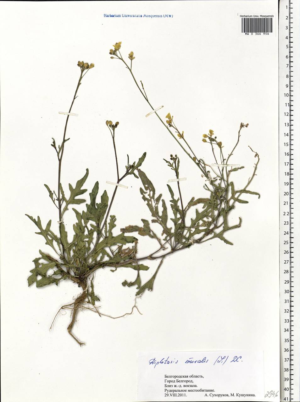 Diplotaxis muralis (L.) DC., Eastern Europe, Central forest-and-steppe region (E6) (Russia)