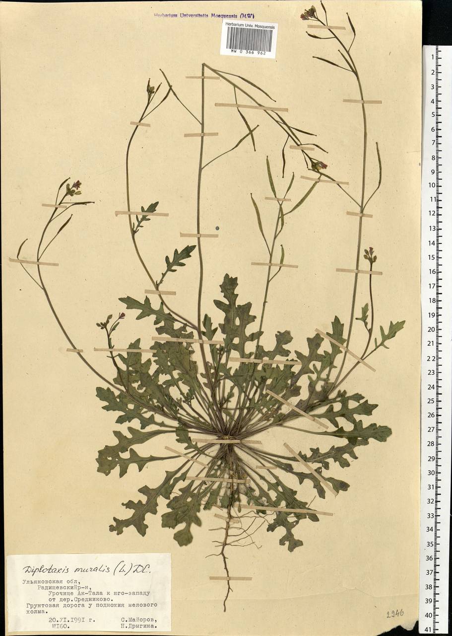 Diplotaxis muralis (L.) DC., Eastern Europe, Middle Volga region (E8) (Russia)
