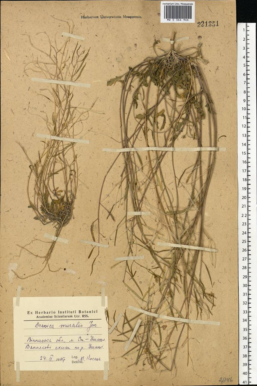 Diplotaxis muralis (L.) DC., Eastern Europe, North Ukrainian region (E11) (Ukraine)