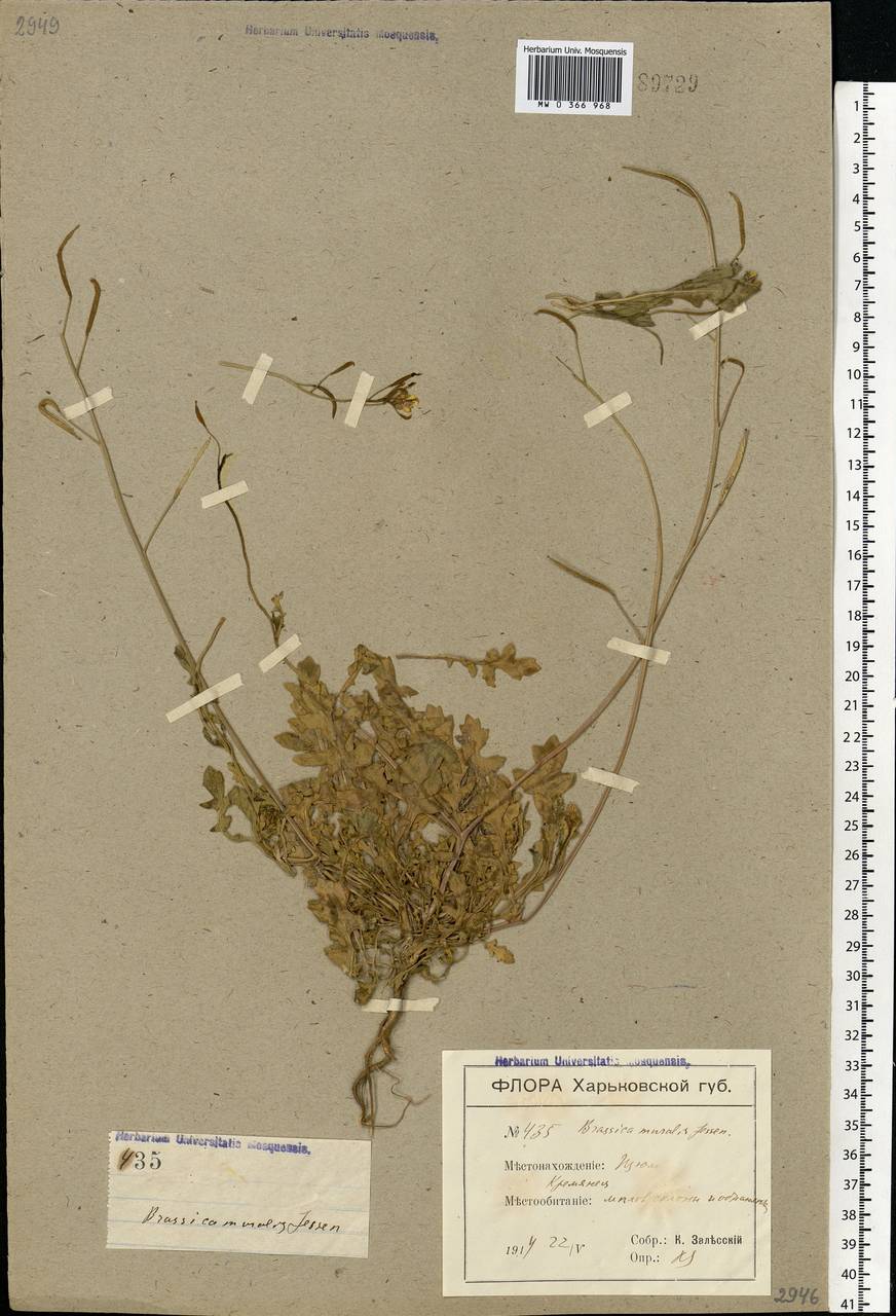Diplotaxis muralis (L.) DC., Eastern Europe, North Ukrainian region (E11) (Ukraine)
