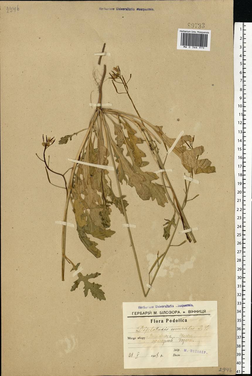 Diplotaxis muralis (L.) DC., Eastern Europe, South Ukrainian region (E12) (Ukraine)