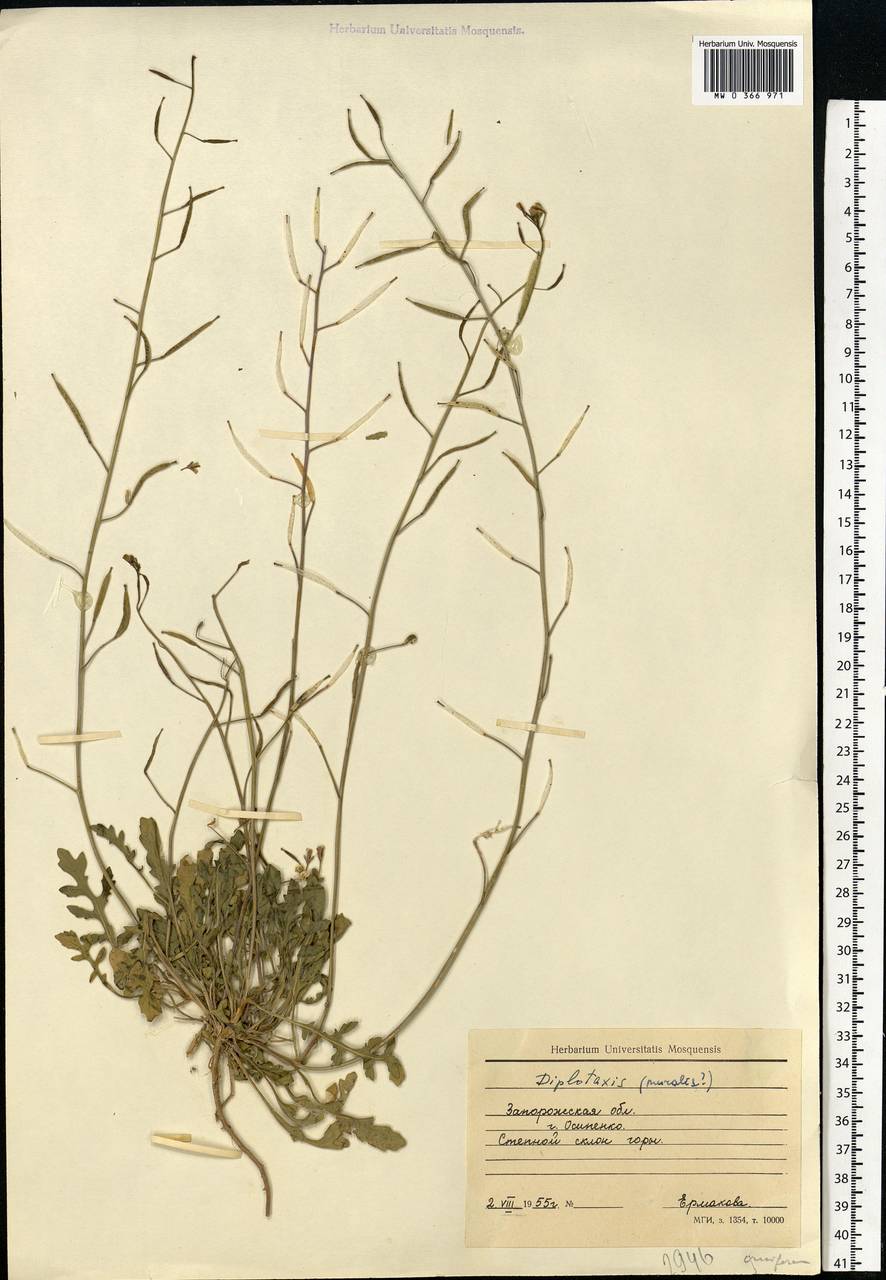 Diplotaxis muralis (L.) DC., Eastern Europe, South Ukrainian region (E12) (Ukraine)